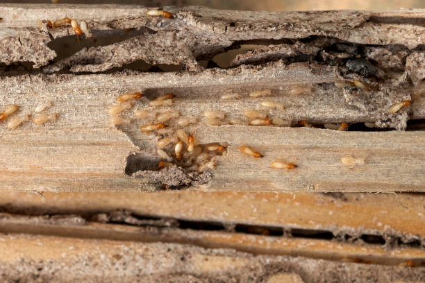 Best Termite Control Services  in Memphis, FL
